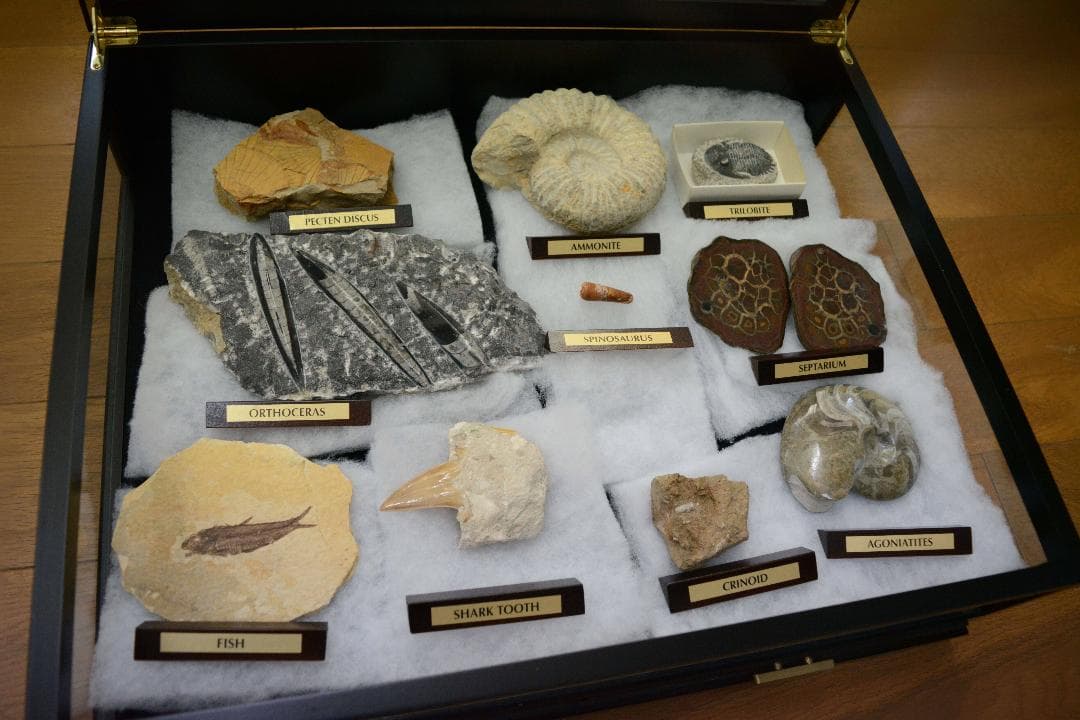 大型化石 10点 (大型ガラスケース・認定証付き)