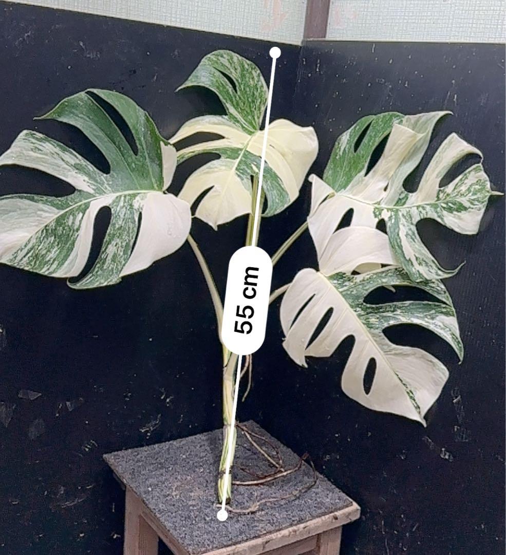 ら*と様 斑入りモンステラホワイトタイガー55cm 大型葉 極美株 ベアルート