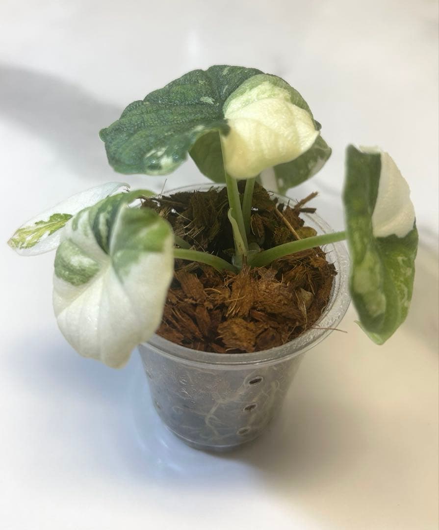 【レア】 アロカシア　メロ　斑入