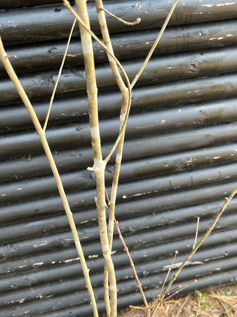 山採り天然　アオダモ　山紅葉混合株　14