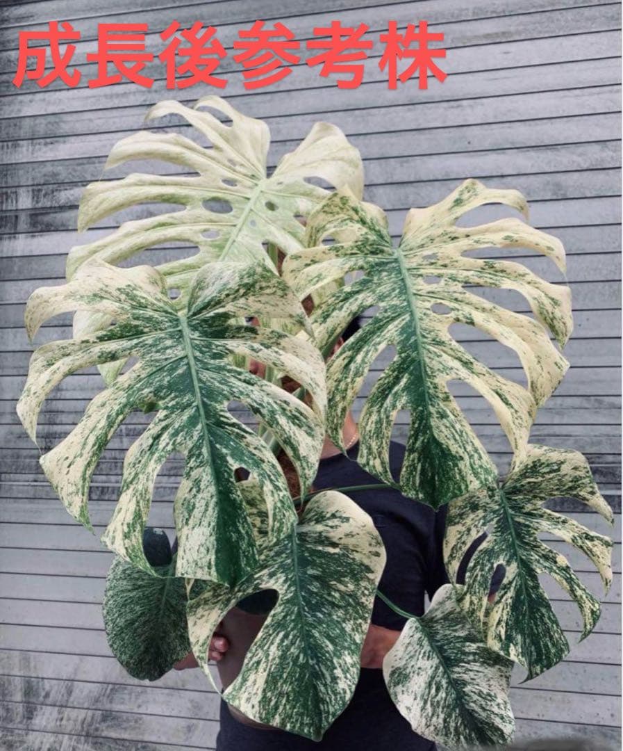 【ダブルヘッド】モンステラ　デリシオーサ　ホワイトモンスター　天津蘭