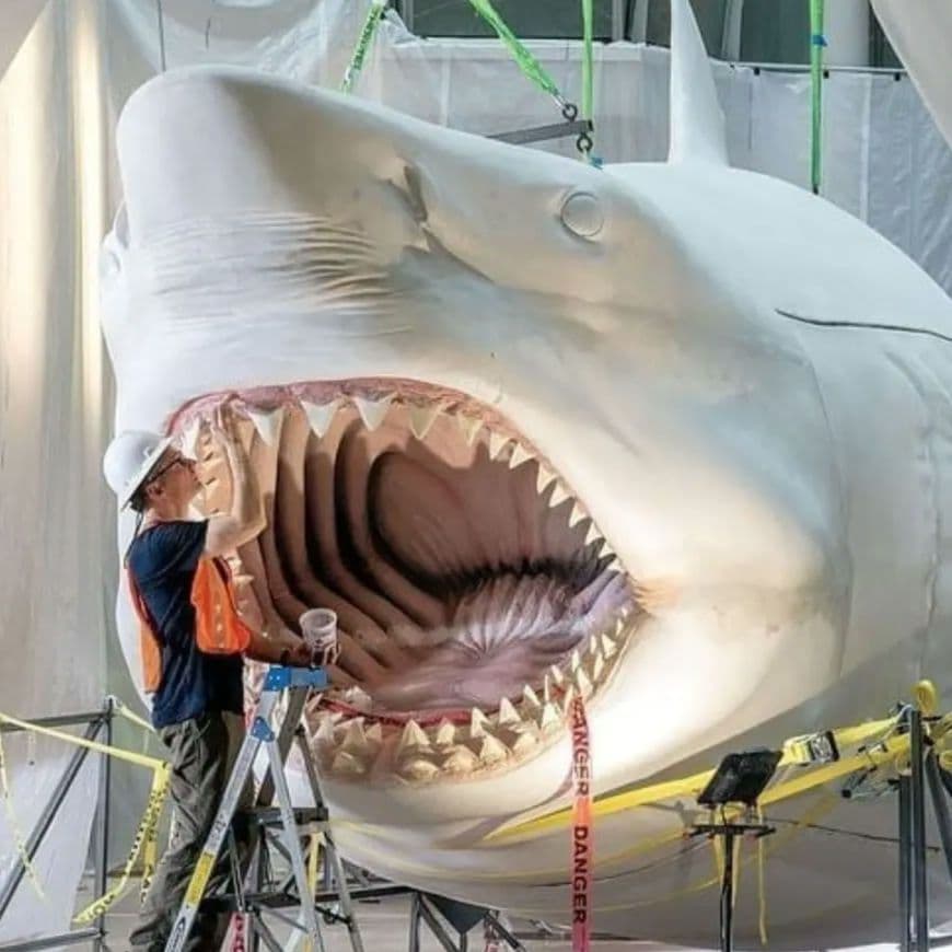 サメの歯　USA　メガロドン　歯化石　特大　美麗　ノースカロライナ産　91mm