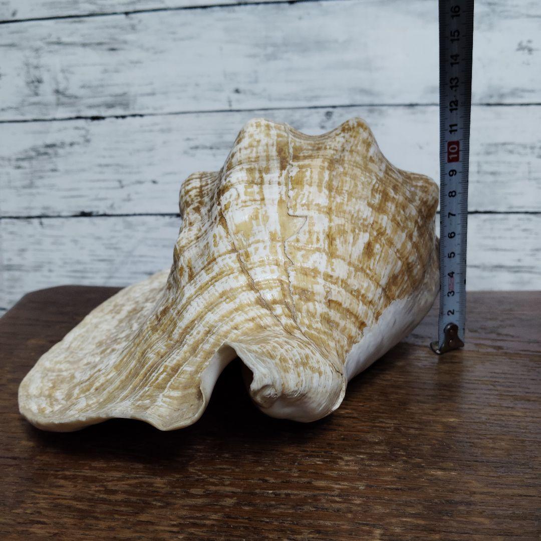 【希少・大型29cm】ブラジル産 ホラガイ 貝殻 天然石 インテリア 標本