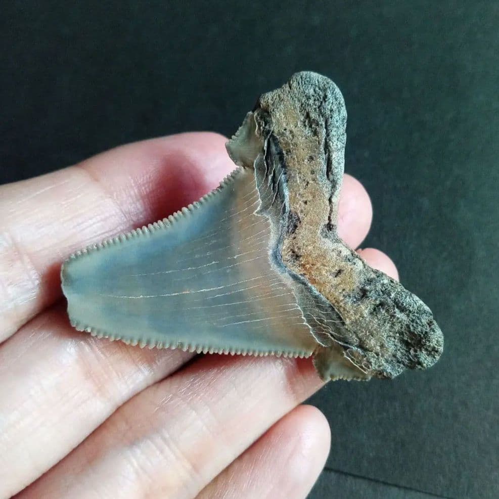 サメの歯化石　アングスティデンス　USA産　特大　希少種　極美麗