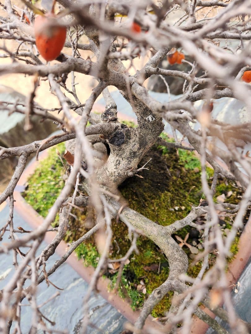 ローヤ柿　中品盆栽