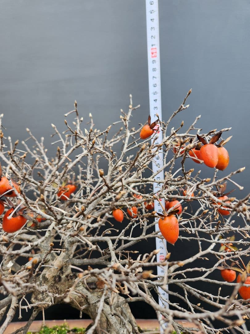 ローヤ柿　中品盆栽