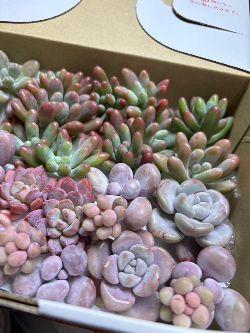 一つ限定！多肉植物♡ピンクむちころセット♡