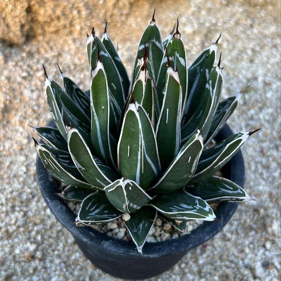 アガべ　笹の雪　ダルマ　活着済み