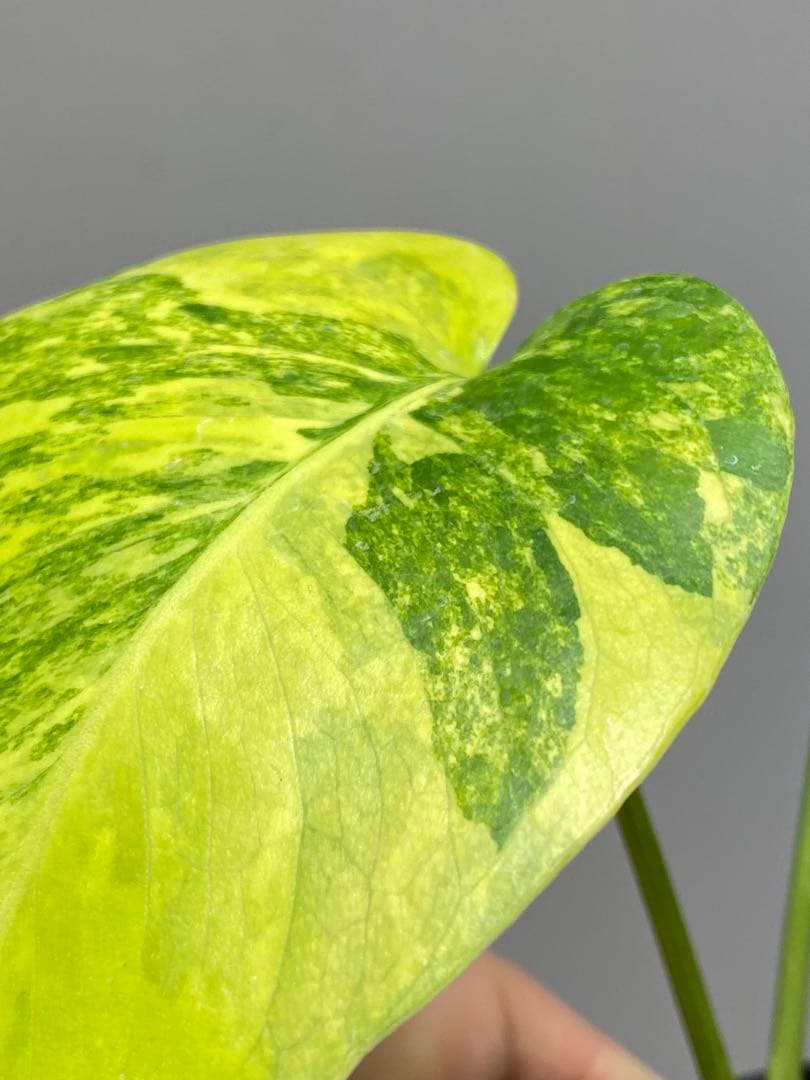 み*ん様 【これは本物です✨】モンステラ　イエローマリリン　黄斑　オーレア　希少