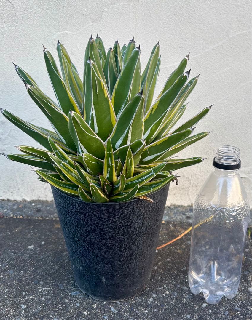 アガベ 笹の雪錦 「輝山」 大株｜美斑・多葉・完成株