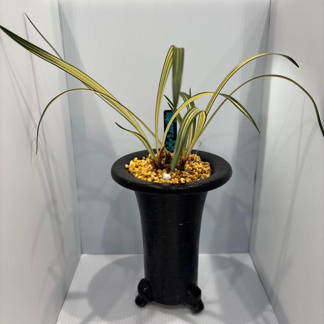 春蘭　韓国春蘭　日本春蘭　観月の宴No.1