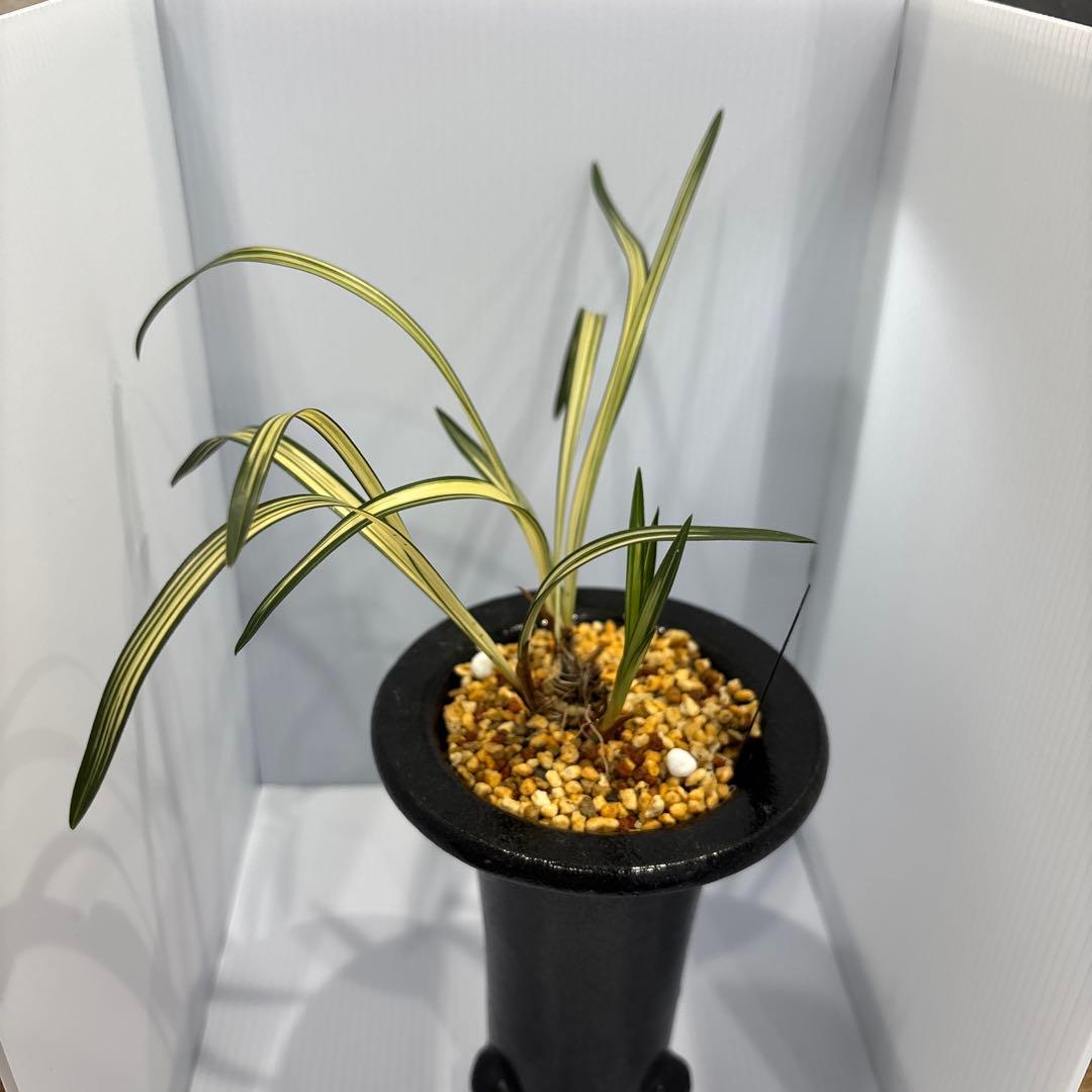 春蘭　韓国春蘭　日本春蘭　観月の宴No.1