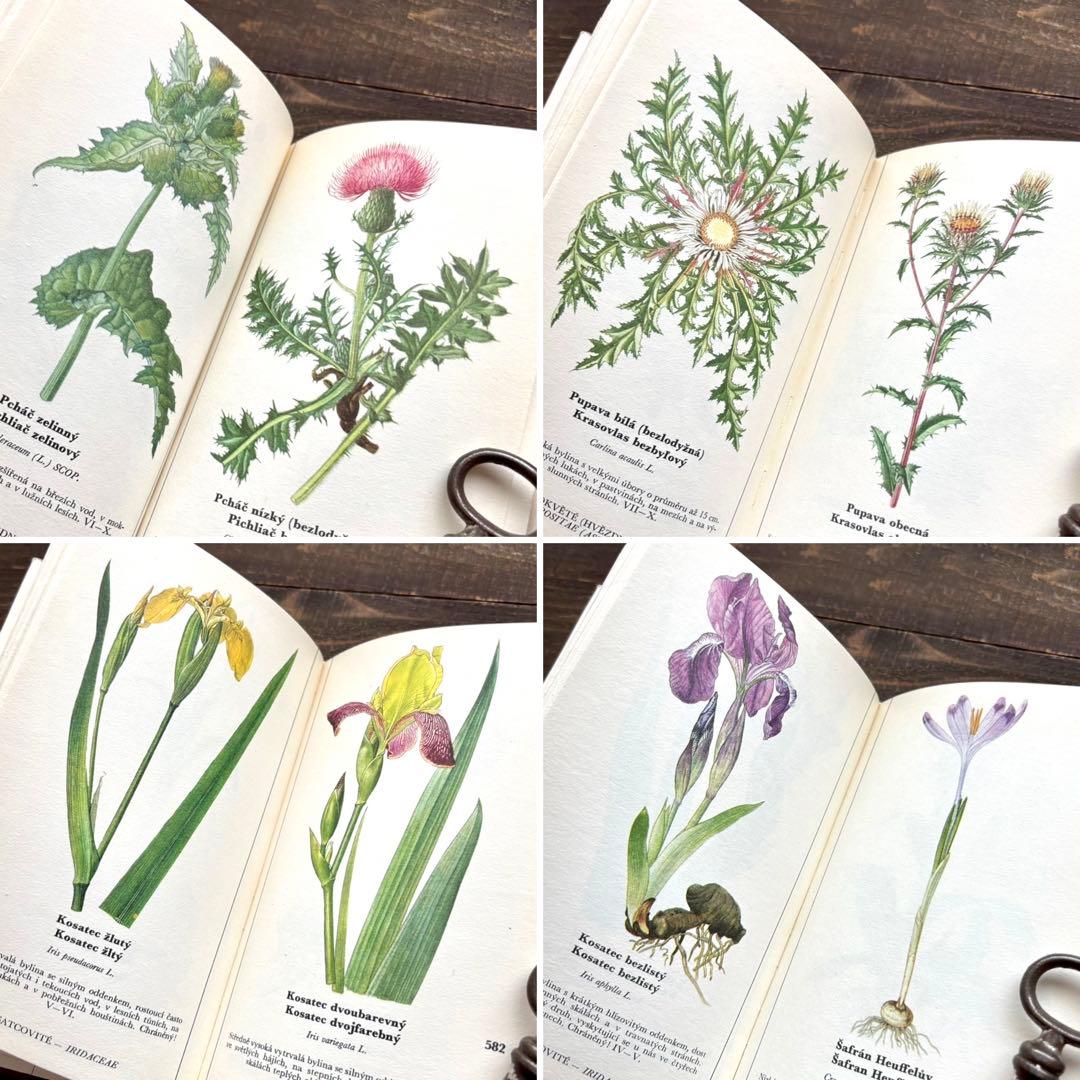 [698種類の植物画]チェコの古い植物図鑑2冊セット(1980年)/植物画/