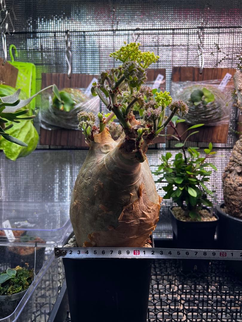 masa ひ　　キフォステンマ　ウター　鉢ごと発送