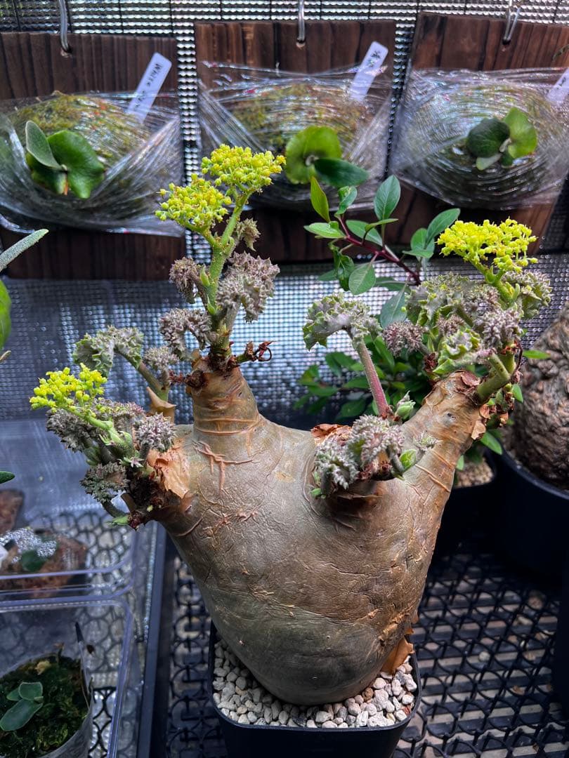 masa ひ　　キフォステンマ　ウター　鉢ごと発送