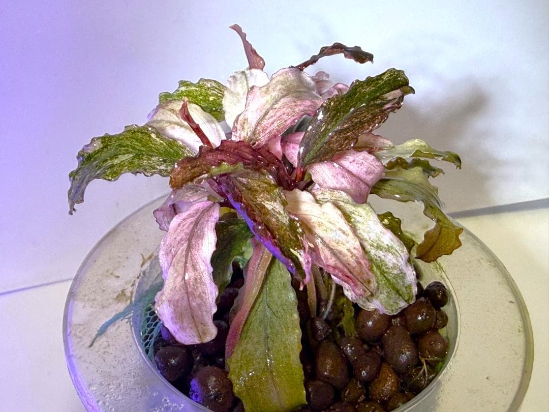 Bucephalandra spブセファランドラsp. ヴァリエガータ・クランプ