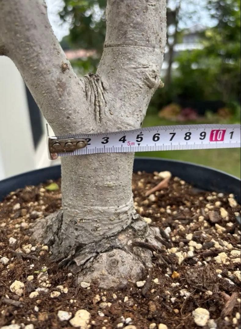 オリーブの木　極太　古木　シンボルツリー　植物　盆栽