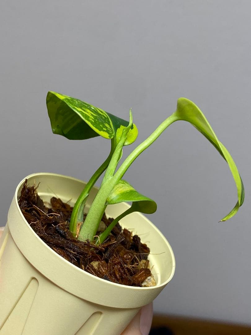 【超希少‼️超極斑‼️】モンステラ　エレクトロライト　斑入り　レア　人気　メルカリ便