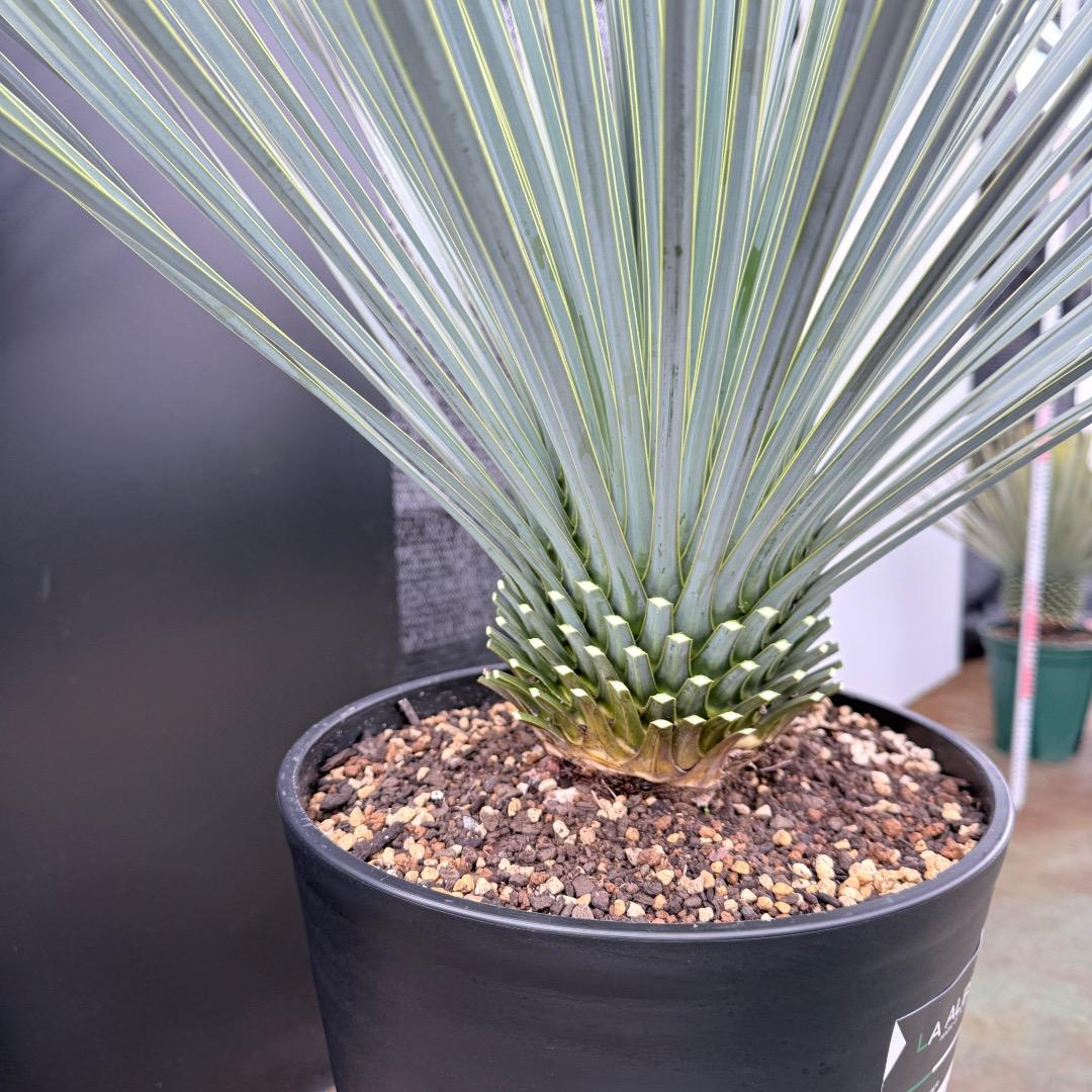 【AL1205】ユッカ　ロストラータ　ランチョブルー（品種名）