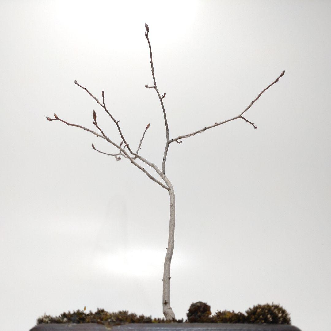 寒樹ヤマコウバシ盆栽 SS013