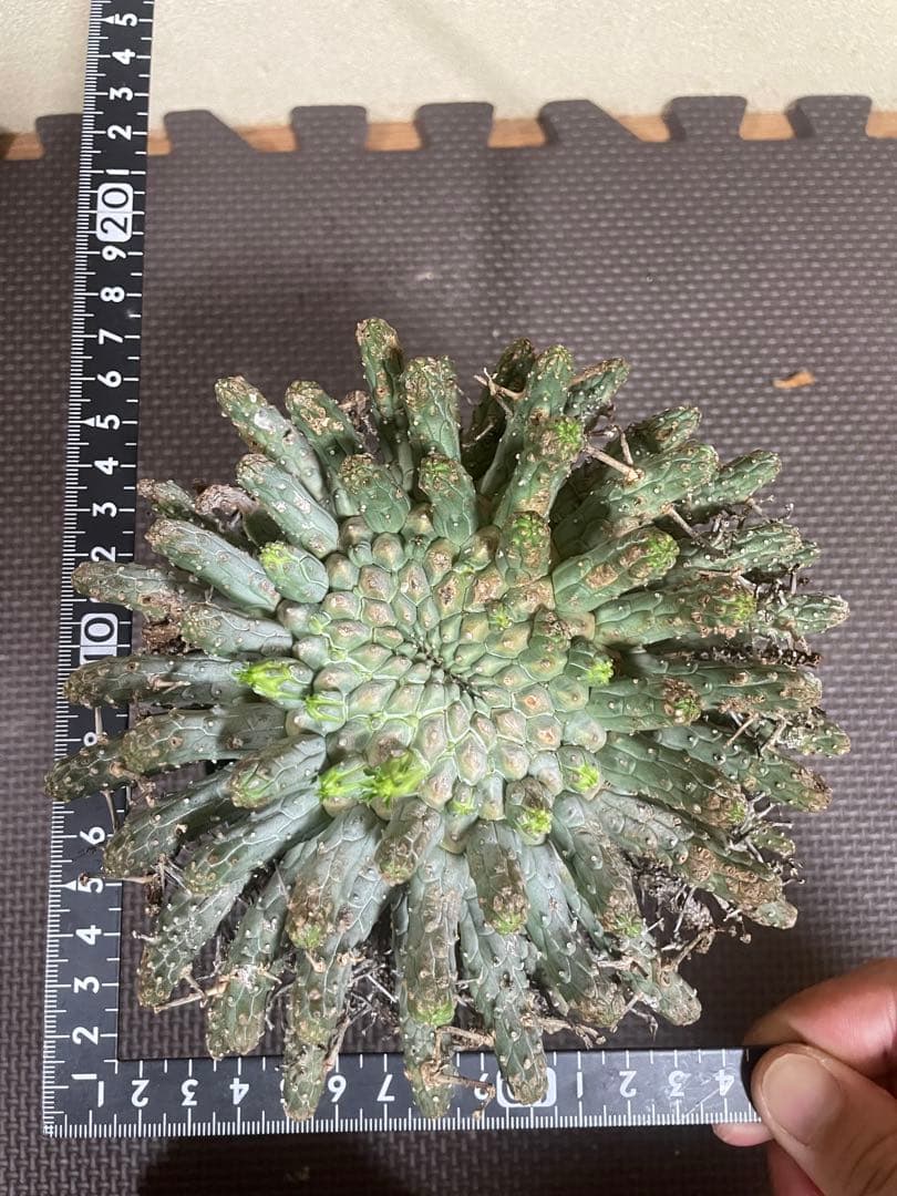 ユーフォルビアフスカ　現地株　発根済み