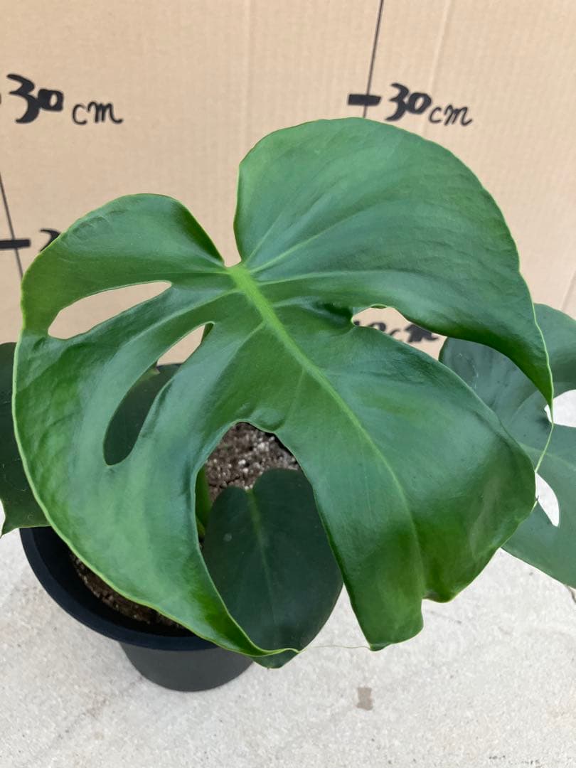 モンステラ　デリシオーサ実生株　斑入り　変異株丸葉　2鉢セット