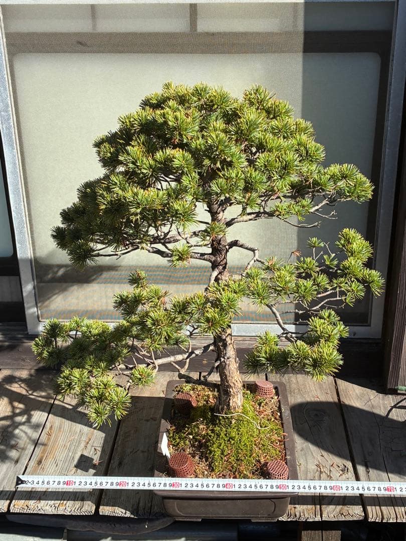 ★盆栽★ 赤石五葉松　E-23 樹齢70年以上　★愛媛県より発送★