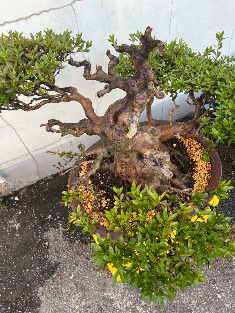 皐月 大盃(おおさかずき) 盆栽 素材 / 超極太幹