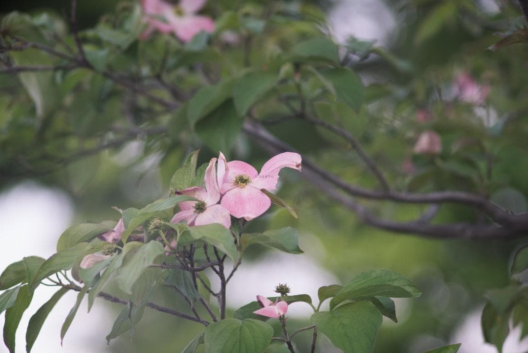 オールド望遠セット！CONTAX Sonnar 135mm＋2倍テレコン