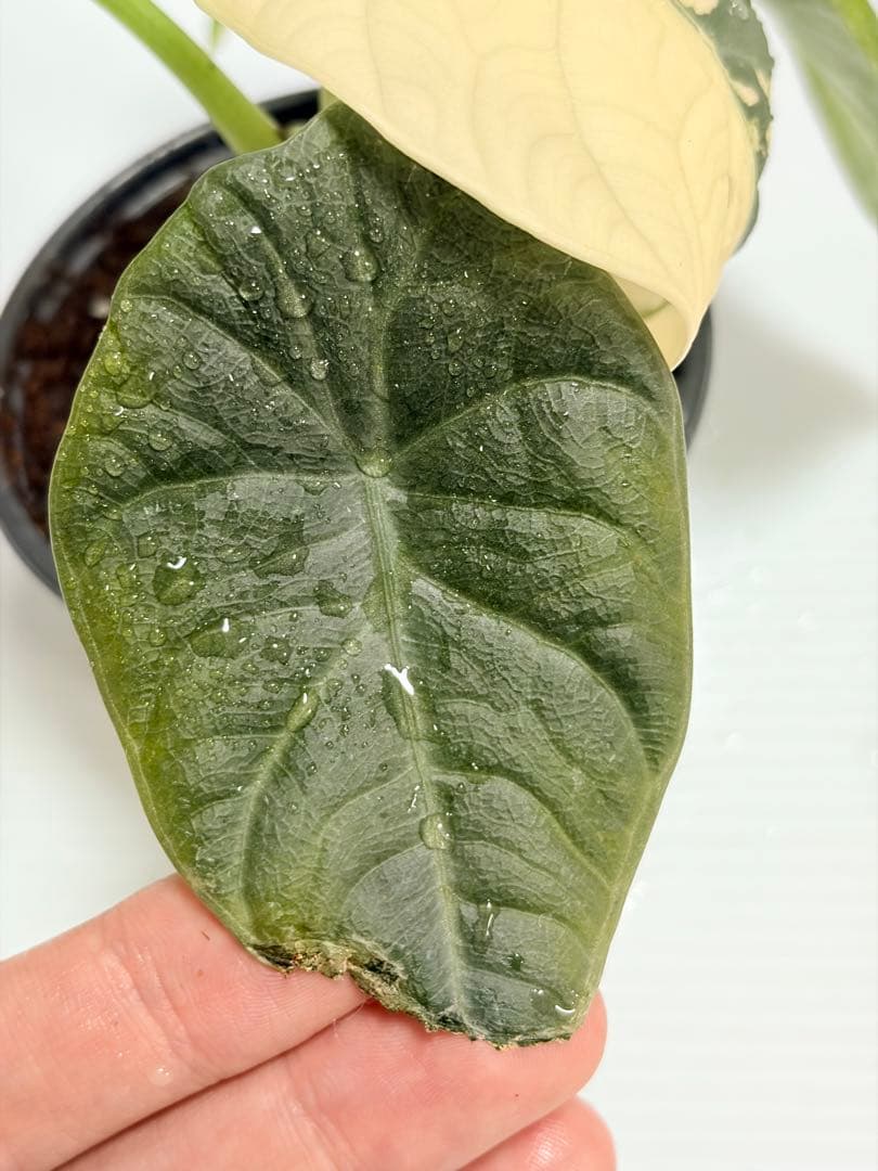 ☆超美斑☆アロカシア マハラニ アルボ