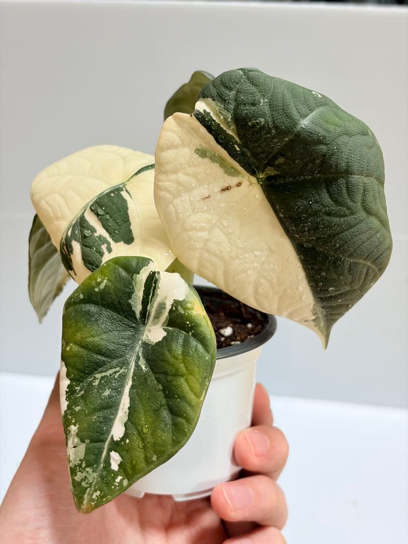 ☆超美斑☆アロカシア マハラニ アルボ