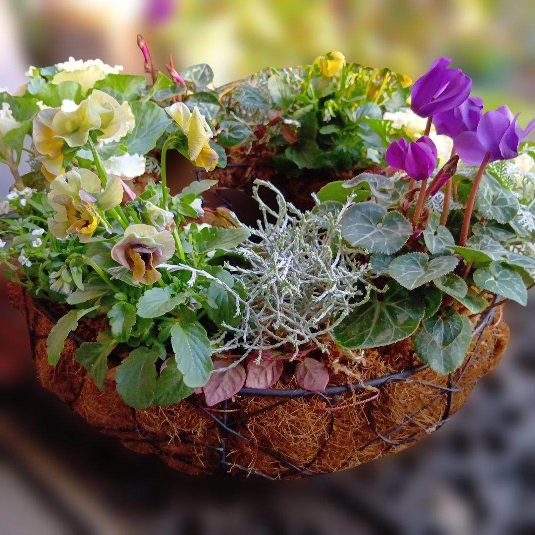 葉牡丹　シクラメン等　寄せ植え　直径約34cmハンギングリース　140サイズ発送