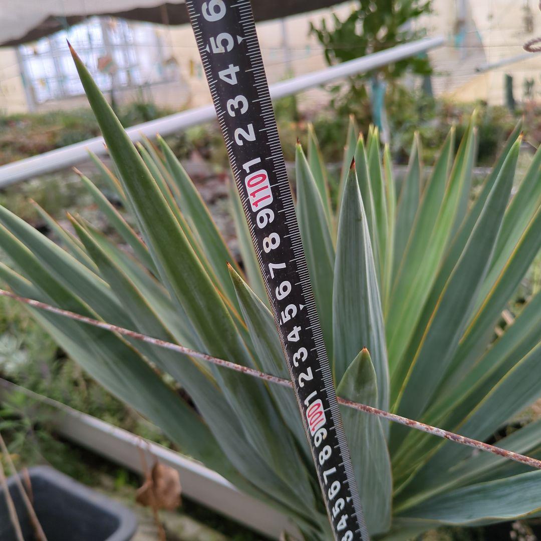 ユッカ グロリオサ 幹立ち アツバキミガヨラン 大株　ドライガーデン アガベ