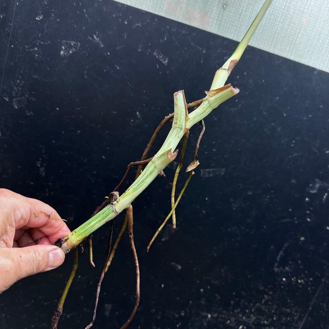 S*n様 斑入りモンステラホワイトタイガー大茎7株おまとめ