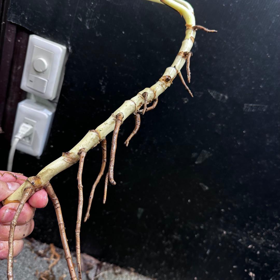 S*n様 斑入りモンステラホワイトタイガー大茎7株おまとめ