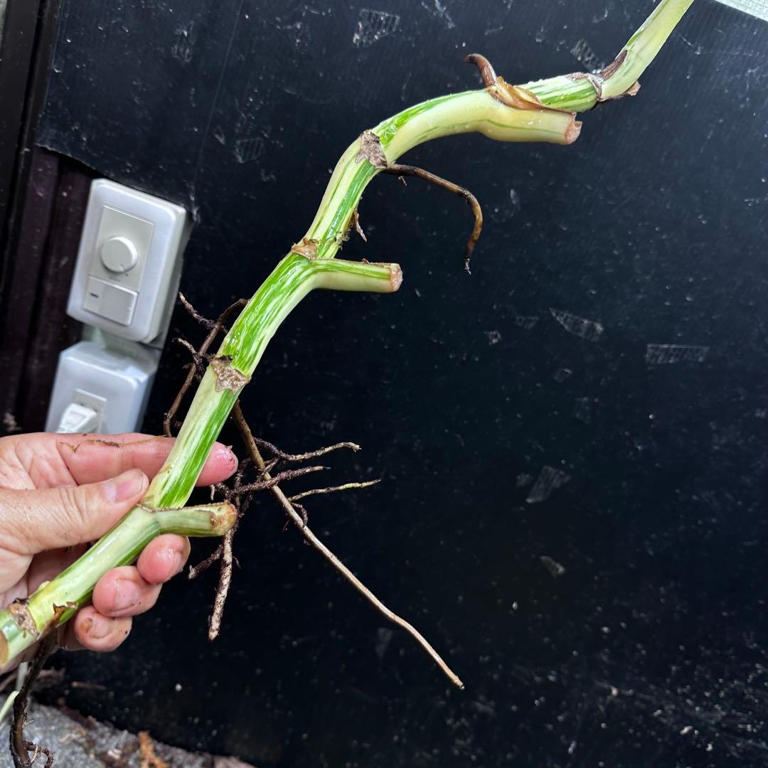 S*n様 斑入りモンステラホワイトタイガー大茎7株おまとめ