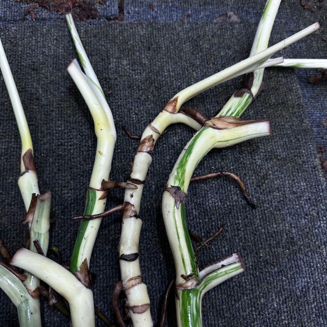 S*n様 斑入りモンステラホワイトタイガー大茎7株おまとめ