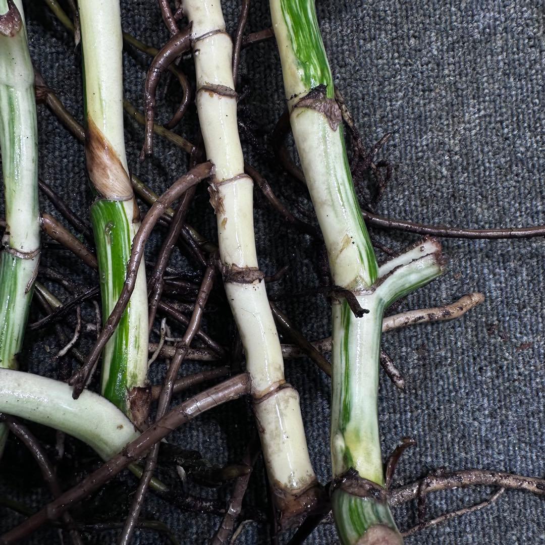 S*n様 斑入りモンステラホワイトタイガー大茎7株おまとめ