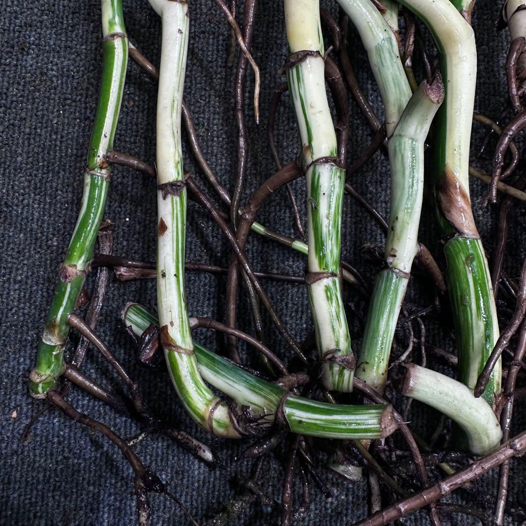 S*n様 斑入りモンステラホワイトタイガー大茎7株おまとめ