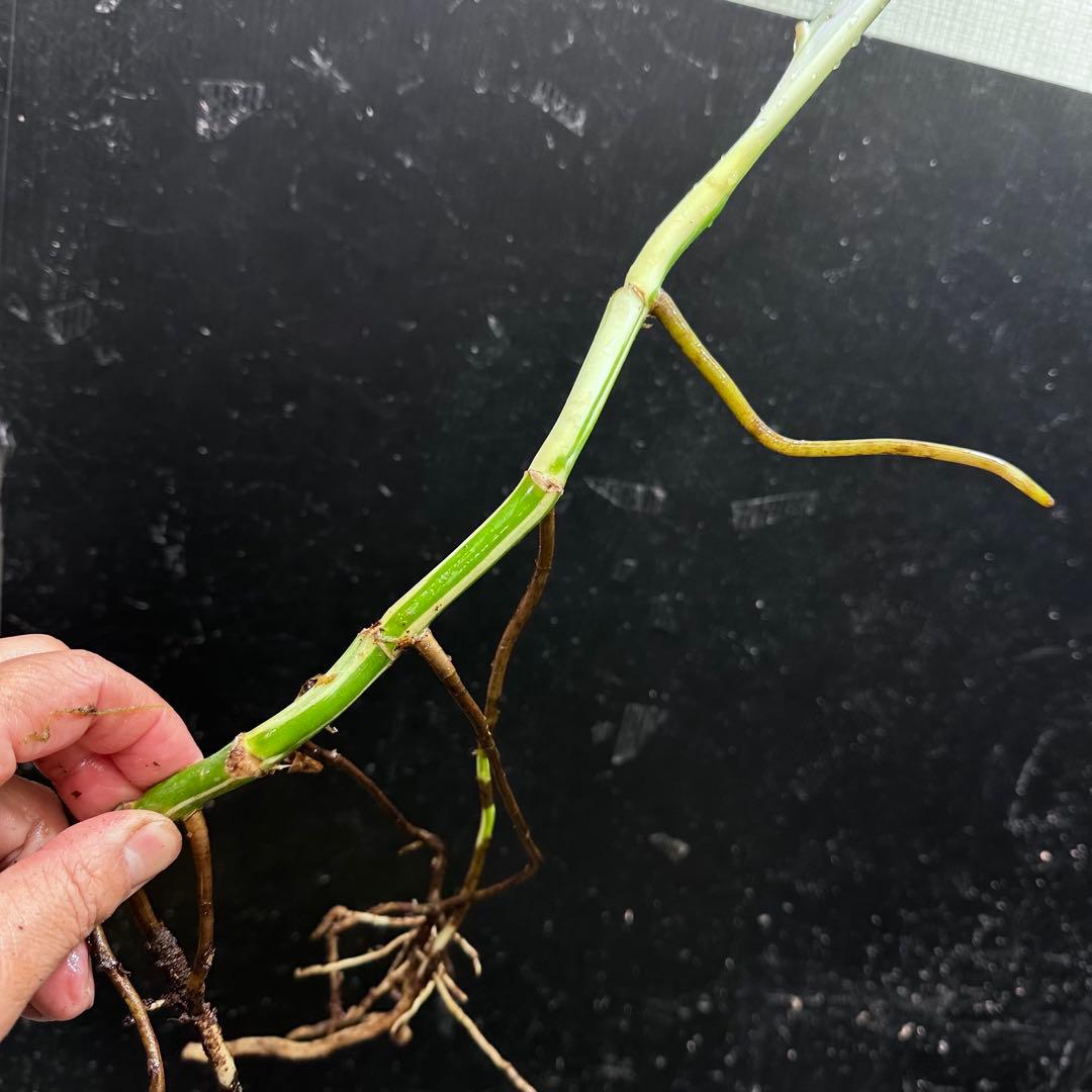 S*n様 斑入りモンステラホワイトタイガー大茎7株おまとめ