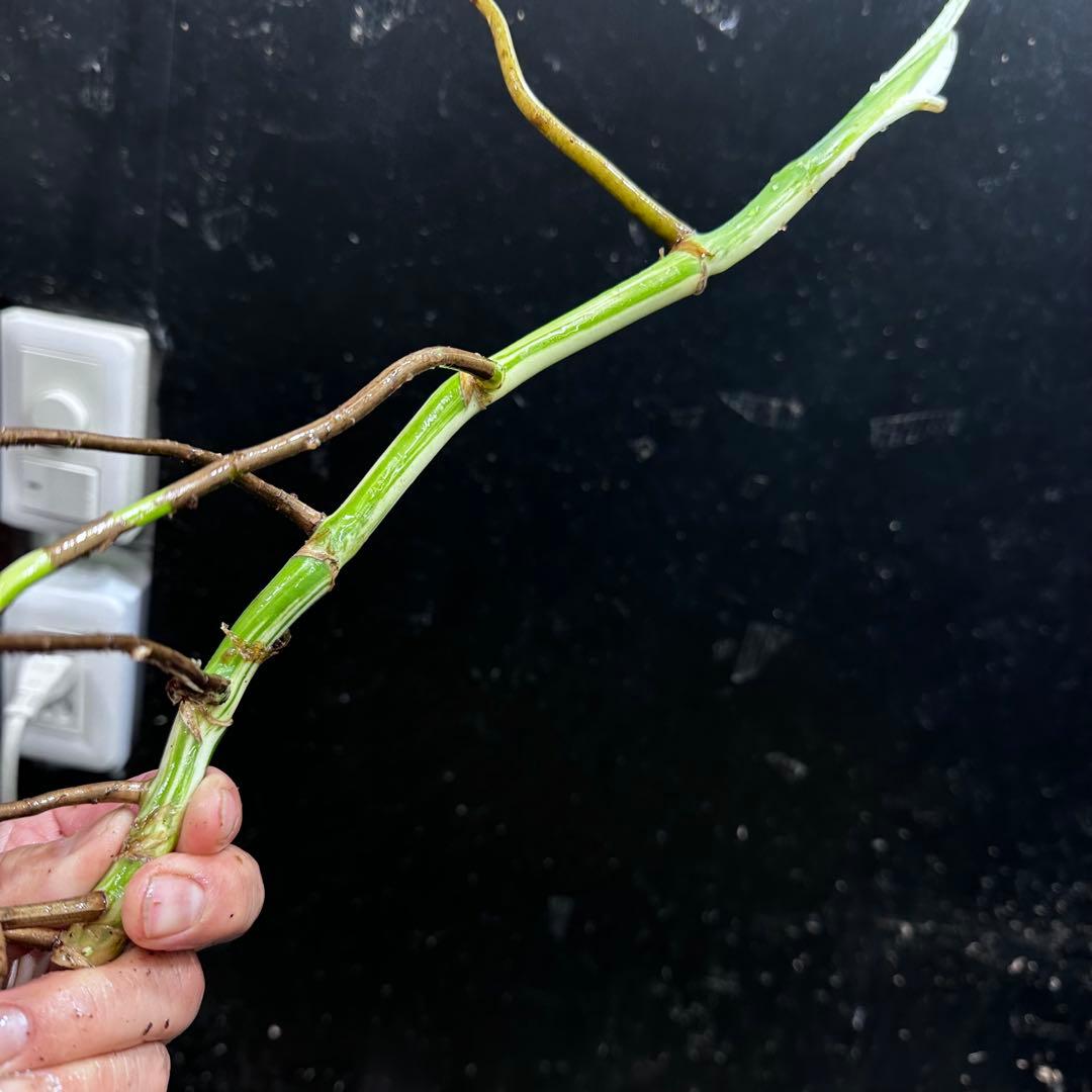 S*n様 斑入りモンステラホワイトタイガー大茎7株おまとめ