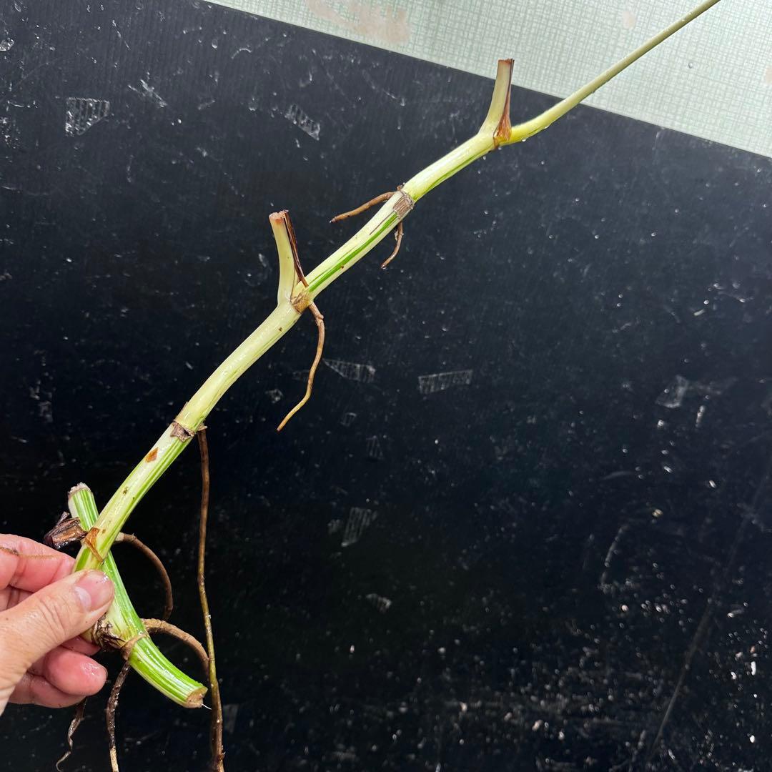 S*n様 斑入りモンステラホワイトタイガー大茎7株おまとめ