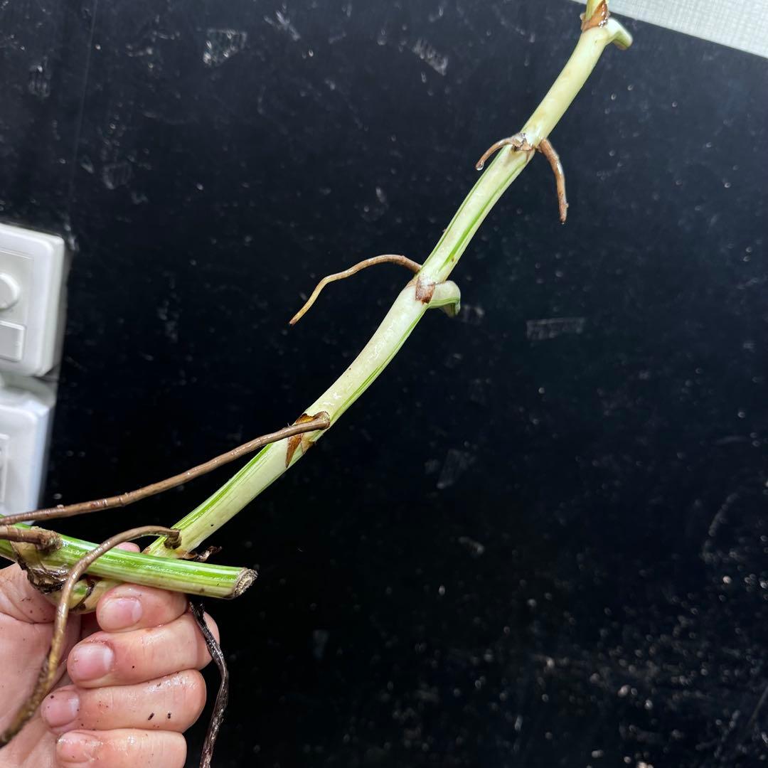 S*n様 斑入りモンステラホワイトタイガー大茎7株おまとめ