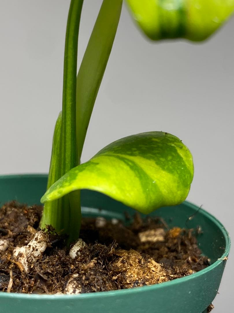 【超美株✨超希少‼️】モンステラ　エレクトロライト　斑入り　レア　人気　メルカリ便