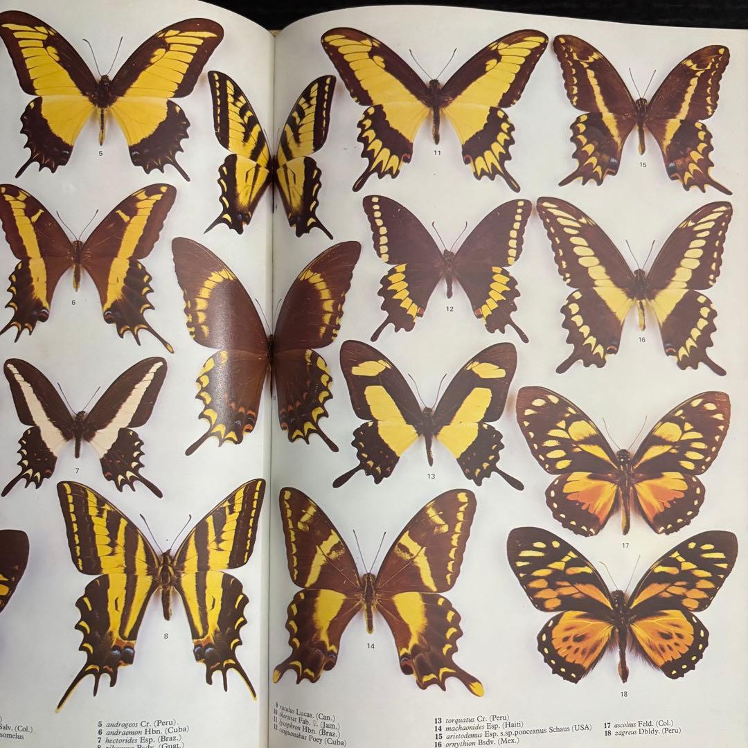 The International Butterfly Book 英語版 初版本