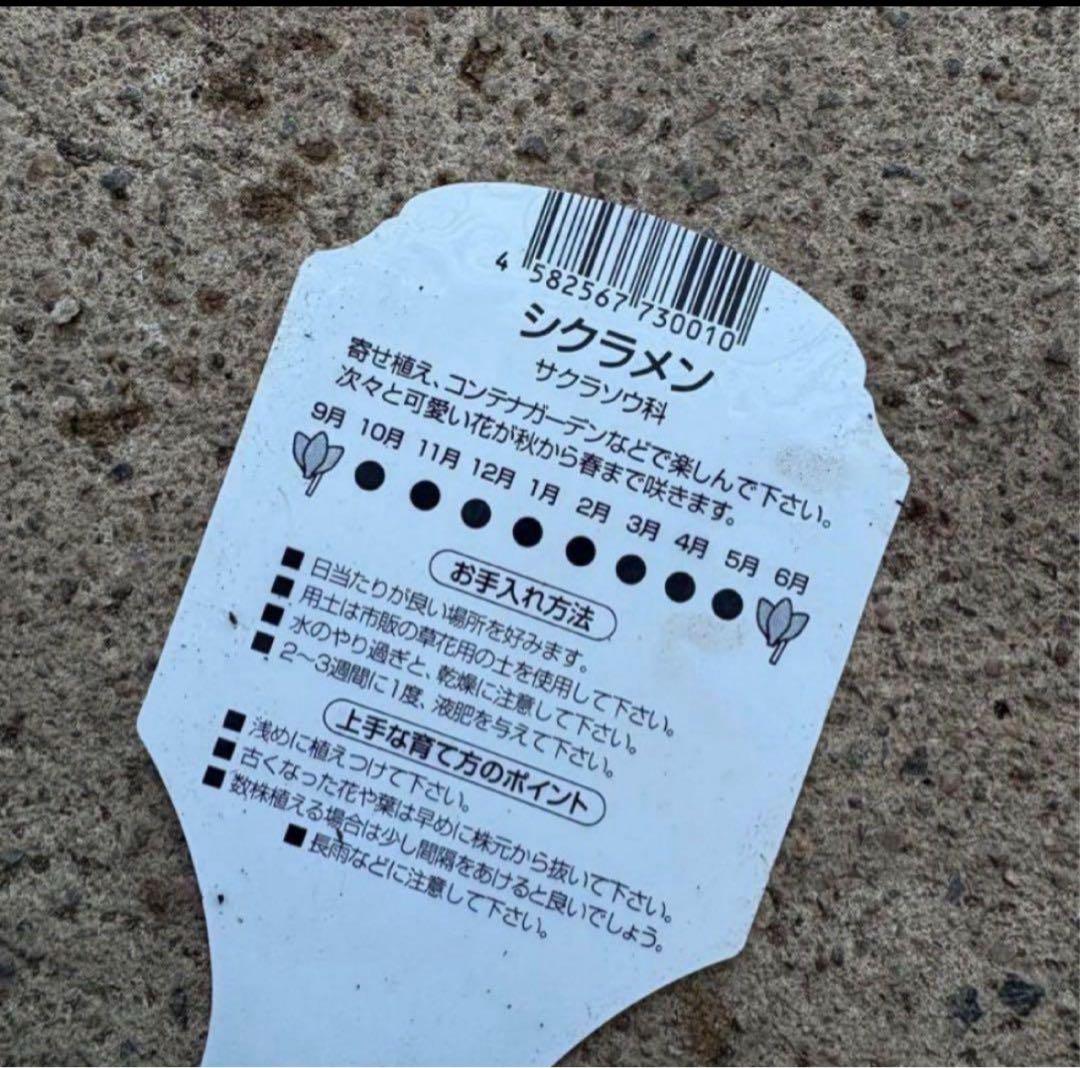 ☆新春の寄せ植え☆長く楽しむ☆寄せ植え☆３鉢セット☆