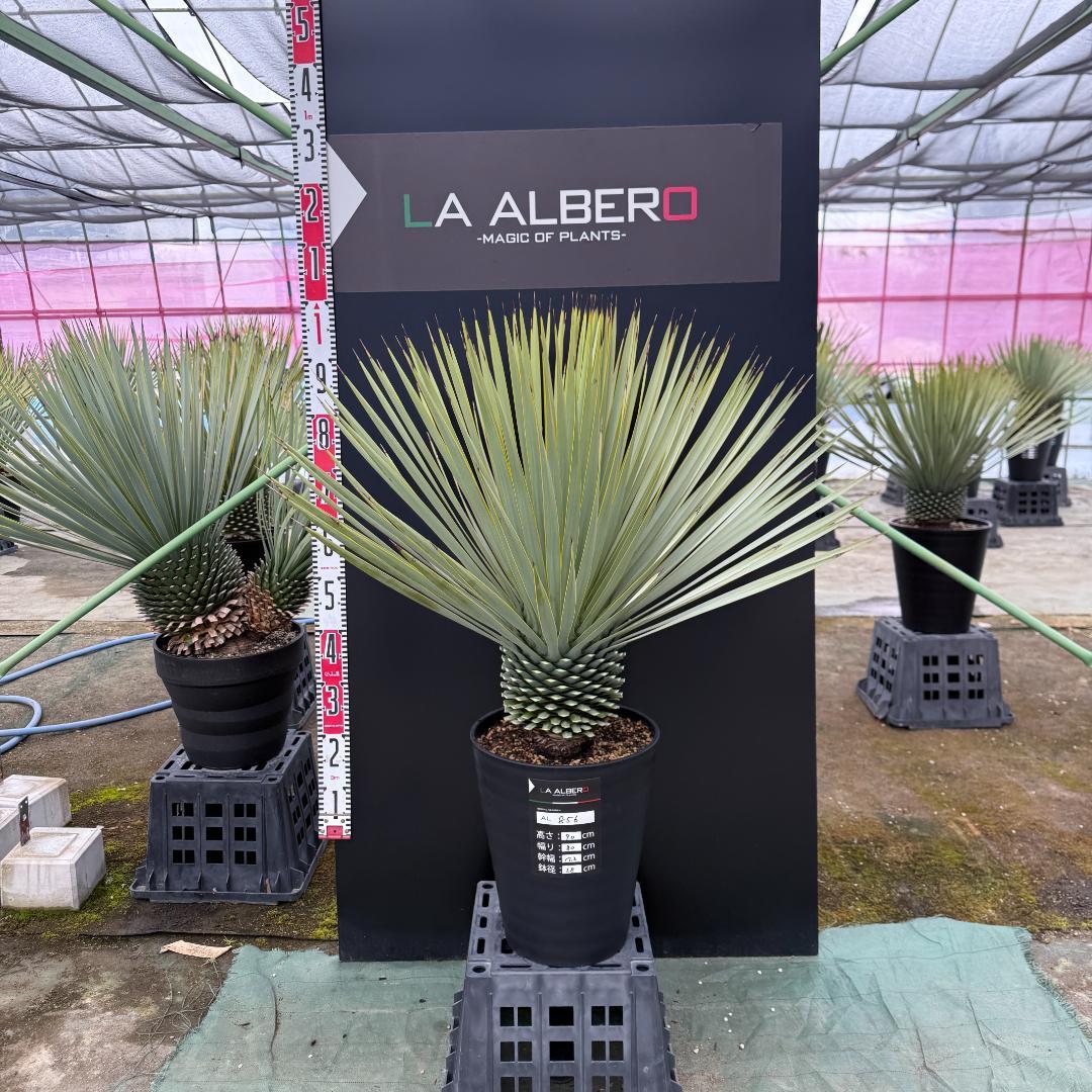 【AL856】ユッカ　ロストラータ　美形　強シルバー個体