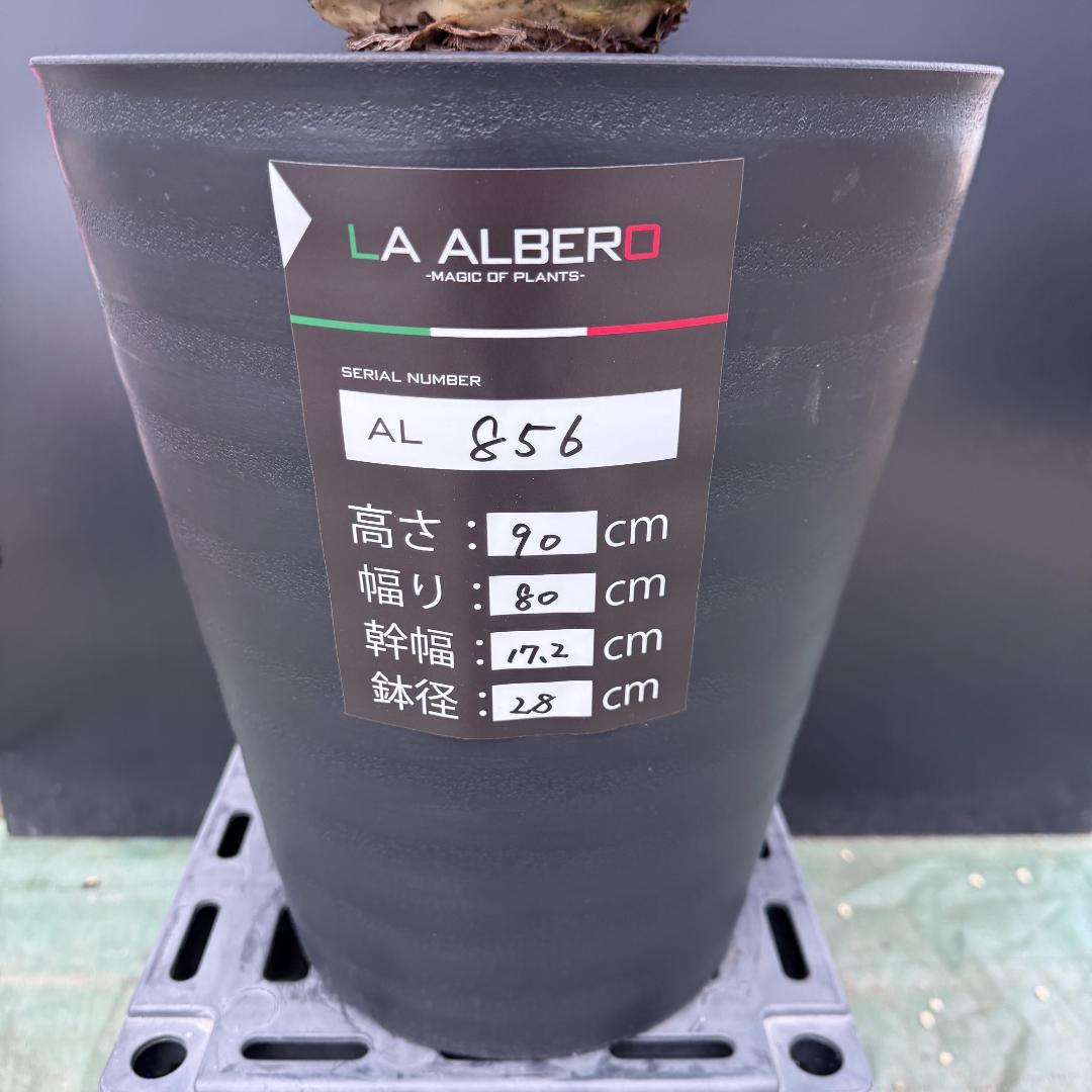 【AL856】ユッカ　ロストラータ　美形　強シルバー個体